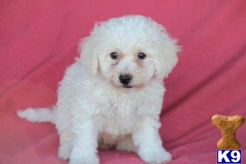 Bichon Frise Puppies for Sale